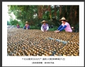 “寻找最美茶坑村”摄影大赛获奖作品欣赏(19)_在线影展的作品