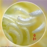 李卓华《菊韵》摄影作品欣赏(10)_在线影展的作品