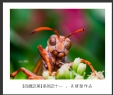 会城摄影协会“百微之美”微距作品欣赏(11)_在线影展的作品