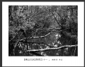 杨猗青 作品(5)_杨猗青的作品