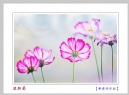 李卓华“波斯菊”微距摄影作品欣赏(11)_在线影展的作品