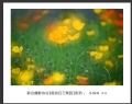 “春游百万葵园”摄影作品欣赏(41)_在线影展的作品