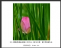 2014届摄影基础班第三次作业（荷花题材）获奖作品欣赏(11)_在线影展的作品