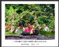 “森芭蕾杯”盆景大展摄影比赛获奖作品欣赏(11)_在线影展的作品
