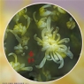 李卓华《菊韵》摄影作品欣赏(11)_在线影展的作品