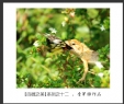 会城摄影协会“百微之美”微距作品欣赏(12)_在线影展的作品