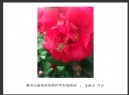 新会公安协会会员开平外拍活动作品欣赏(12)_在线影展的作品