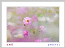 李卓华“波斯菊”微距摄影作品欣赏(12)_在线影展的作品