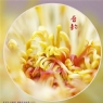 李卓华《菊韵》摄影作品欣赏(12)_在线影展的作品