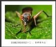 会城摄影协会“百微之美”微距作品欣赏(13)_在线影展的作品