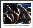 岑锡斌获中国摄影家杂志海南猴岛十杰摄影作品欣赏(13)_在线影展的作品