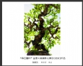 “森芭蕾杯”盆景大展摄影比赛获奖作品欣赏(13)_在线影展的作品