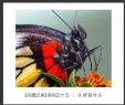 会城摄影协会“百微之美”微距作品欣赏(15)_在线影展的作品