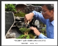 “森芭蕾杯”盆景大展摄影比赛获奖作品欣赏(16)_在线影展的作品