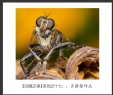 会城摄影协会“百微之美”微距作品欣赏(17)_在线影展的作品
