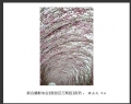“春游百万葵园”摄影作品欣赏(47)_在线影展的作品
