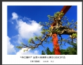 “森芭蕾杯”盆景大展摄影比赛获奖作品欣赏(17)_在线影展的作品
