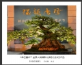 “森芭蕾杯”盆景大展摄影比赛获奖作品欣赏(18)_在线影展的作品