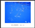 李毅仁“坝上冬韵”摄影作品欣赏(19)_在线影展的作品