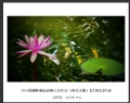 2014届摄影基础班第三次作业（荷花题材）获奖作品欣赏(19)_在线影展的作品
