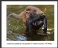 岑锡斌获中国摄影家杂志海南猴岛十杰摄影作品欣赏(1)_在线影展的作品