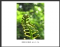 林惠兰 作品(1)_林惠兰的作品