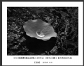 2014届摄影基础班第三次作业（荷花题材）获奖作品欣赏(1)_在线影展的作品