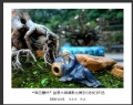 “森芭蕾杯”盆景大展摄影比赛获奖作品欣赏(1)_在线影展的作品