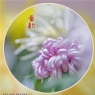 李卓华《菊韵》摄影作品欣赏(1)_在线影展的作品