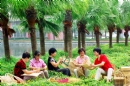 冯耀华--葵乡·葵艺_在线影展的作品