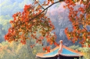 李汉强--玉台枫叶红似火_在线影展的作品