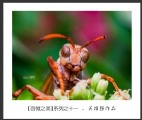 “百微之美”会城摄影协会微距作品欣赏