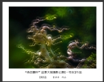 “森芭蕾杯”盆景大展摄影比赛获奖作品欣赏