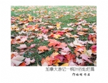 邝昭明《加拿大游记--枫叶的灿烂》摄影作品欣赏