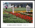 “春游百万葵园”摄影作品欣赏(35)_在线影展的作品