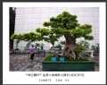 “森芭蕾杯”盆景大展摄影比赛获奖作品欣赏(20)_在线影展的作品