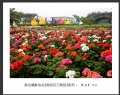 “春游百万葵园”摄影作品欣赏(36)_在线影展的作品
