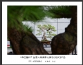 “森芭蕾杯”盆景大展摄影比赛获奖作品欣赏(21)_在线影展的作品