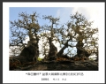 “森芭蕾杯”盆景大展摄影比赛获奖作品欣赏(22)_在线影展的作品