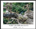 “森芭蕾杯”盆景大展摄影比赛获奖作品欣赏(23)_在线影展的作品