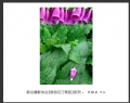 “春游百万葵园”摄影作品欣赏(39)_在线影展的作品