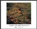 “森芭蕾杯”盆景大展摄影比赛获奖作品欣赏(24)_在线影展的作品