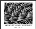  广东省摄影家协会“摄影大篷车下基层”（新会睦洲站）摄影比赛获奖作品欣赏(25)_在线影展的作品