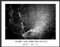 “森芭蕾杯”盆景大展摄影比赛获奖作品欣赏(26)_在线影展的作品