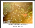 “森芭蕾杯”盆景大展摄影比赛获奖作品欣赏(27)_在线影展的作品