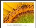 “春游百万葵园”摄影作品欣赏(22)_在线影展的作品