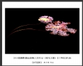 2014届摄影基础班第三次作业（荷花题材）获奖作品欣赏(29)_在线影展的作品