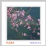 李卓华《桃李芬芳》系列摄影作品欣赏(2)_在线影展的作品