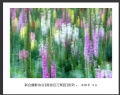 “春游百万葵园”摄影作品欣赏(59)_在线影展的作品