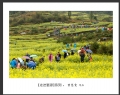 新会摄影协会“走进婺源”摄影作品欣赏(5)_在线影展的作品